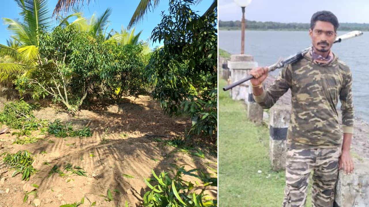 Mysore News: ನಾಗರಹೊಳೆ ರಾಷ್ಟ್ರೀಯ ಉದ್ಯಾನವನದಲ್ಲಿ ಕಾಡಾನೆ ದಾಳಿಗೆ ವಾಚರ್ ಸಾವು: ಮಾವು, ತೆಂಗು ಬೆಳೆ ನಾಶ Mysore News: ನಾಗರಹೊಳೆ ರಾಷ್ಟ್ರೀಯ ಉದ್ಯಾನವನದಲ್ಲಿ ಕಾಡಾನೆ ದಾಳಿಗೆ ವಾಚರ್ ಸಾವು: ಮಾವು, ತೆಂಗು ಬೆಳೆ ನಾಶ
