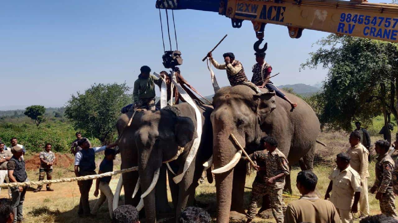 ಚಾಮರಾಜನಗರ: ರೈತರಿಗೆ ತಲೆನೋವಾಗಿದ್ದ ಕಾಡಾನೆ ಸೆರೆ; ನಿಟ್ಟುಸಿರು ಬಿಟ್ಟ ಗ್ರಾಮಸ್ಥರು ಚಾಮರಾಜನಗರ: ರೈತರಿಗೆ ತಲೆನೋವಾಗಿದ್ದ ಕಾಡಾನೆ ಸೆರೆ; ನಿಟ್ಟುಸಿರು ಬಿಟ್ಟ ಗ್ರಾಮಸ್ಥರು