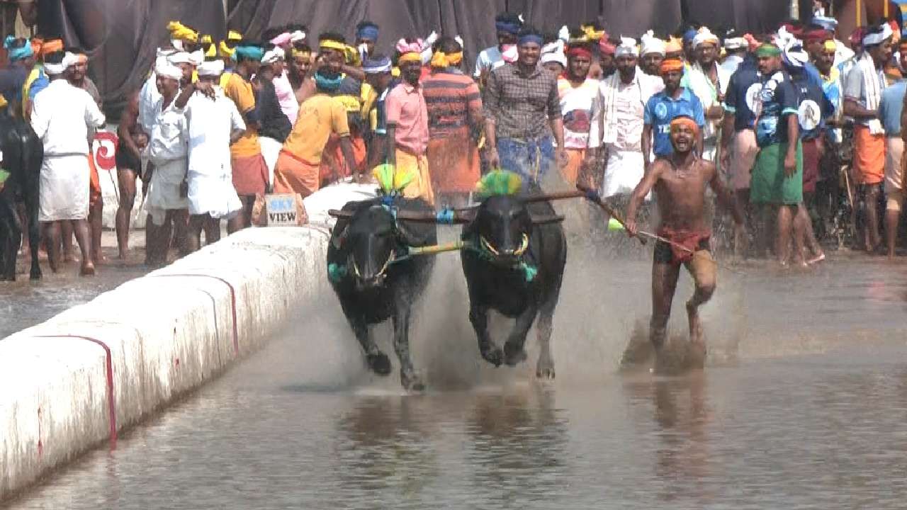 Kambala started in Mangaluru city also city people and foreigners watched Kambala in mangaluru news in kannada