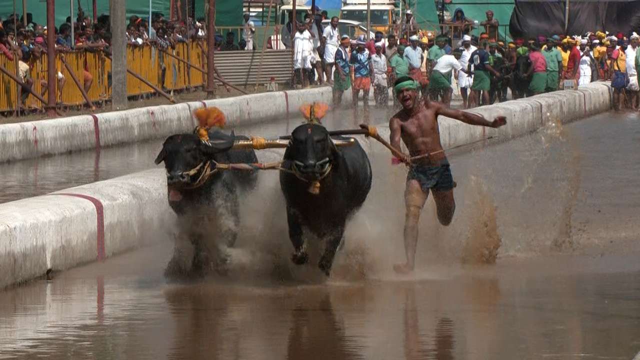 Kambala started in Mangaluru city also city people and foreigners watched Kambala in mangaluru news in kannada