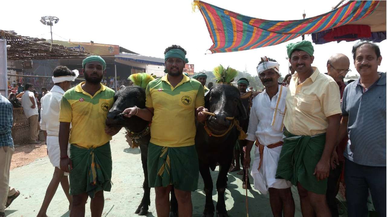 Kambala started in Mangaluru city also city people and foreigners watched Kambala in mangaluru news in kannada