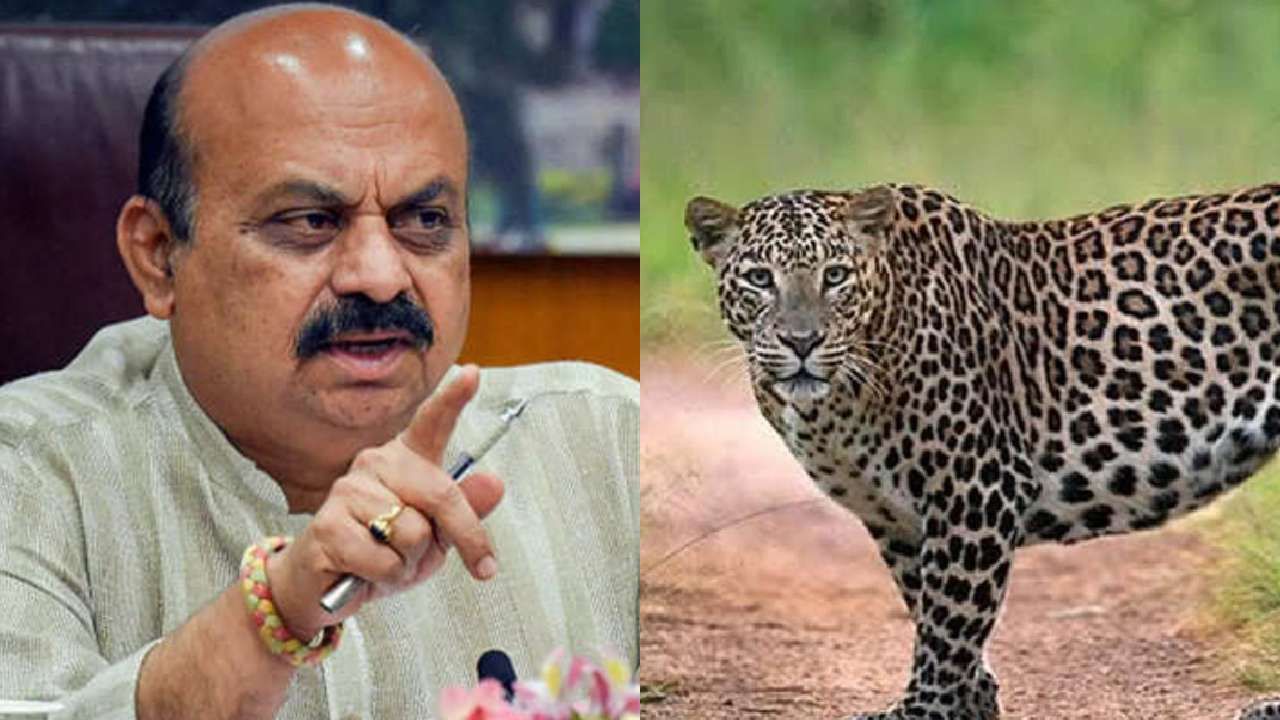 ಟಿ.ನರಸೀಪುರದಲ್ಲಿ ಚಿರತೆ ಸೆರೆಗೆ ಟಾಸ್ಕ್ ಫೋರ್ಸ್ ರಚಿಸುವಂತೆ ಸಿಎಂ ಬಸವರಾಜ ಬೊಮ್ಮಾಯಿ ಸೂಚನೆ ಟಿ.ನರಸೀಪುರದಲ್ಲಿ ಚಿರತೆ ಸೆರೆಗೆ ಟಾಸ್ಕ್ ಫೋರ್ಸ್ ರಚಿಸುವಂತೆ ಸಿಎಂ ಬಸವರಾಜ ಬೊಮ್ಮಾಯಿ ಸೂಚನೆ