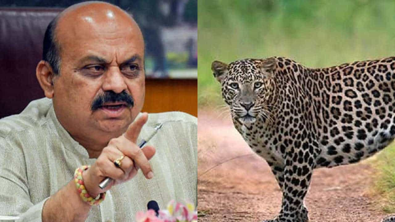 ಟಿ.ನರಸೀಪುರದಲ್ಲಿ ಚಿರತೆ ಸೆರೆಗೆ ಟಾಸ್ಕ್ ಫೋರ್ಸ್ ರಚಿಸುವಂತೆ ಸಿಎಂ ಬಸವರಾಜ ಬೊಮ್ಮಾಯಿ ಸೂಚನೆ ಟಿ.ನರಸೀಪುರದಲ್ಲಿ ಚಿರತೆ ಸೆರೆಗೆ ಟಾಸ್ಕ್ ಫೋರ್ಸ್ ರಚಿಸುವಂತೆ ಸಿಎಂ ಬಸವರಾಜ ಬೊಮ್ಮಾಯಿ ಸೂಚನೆ
