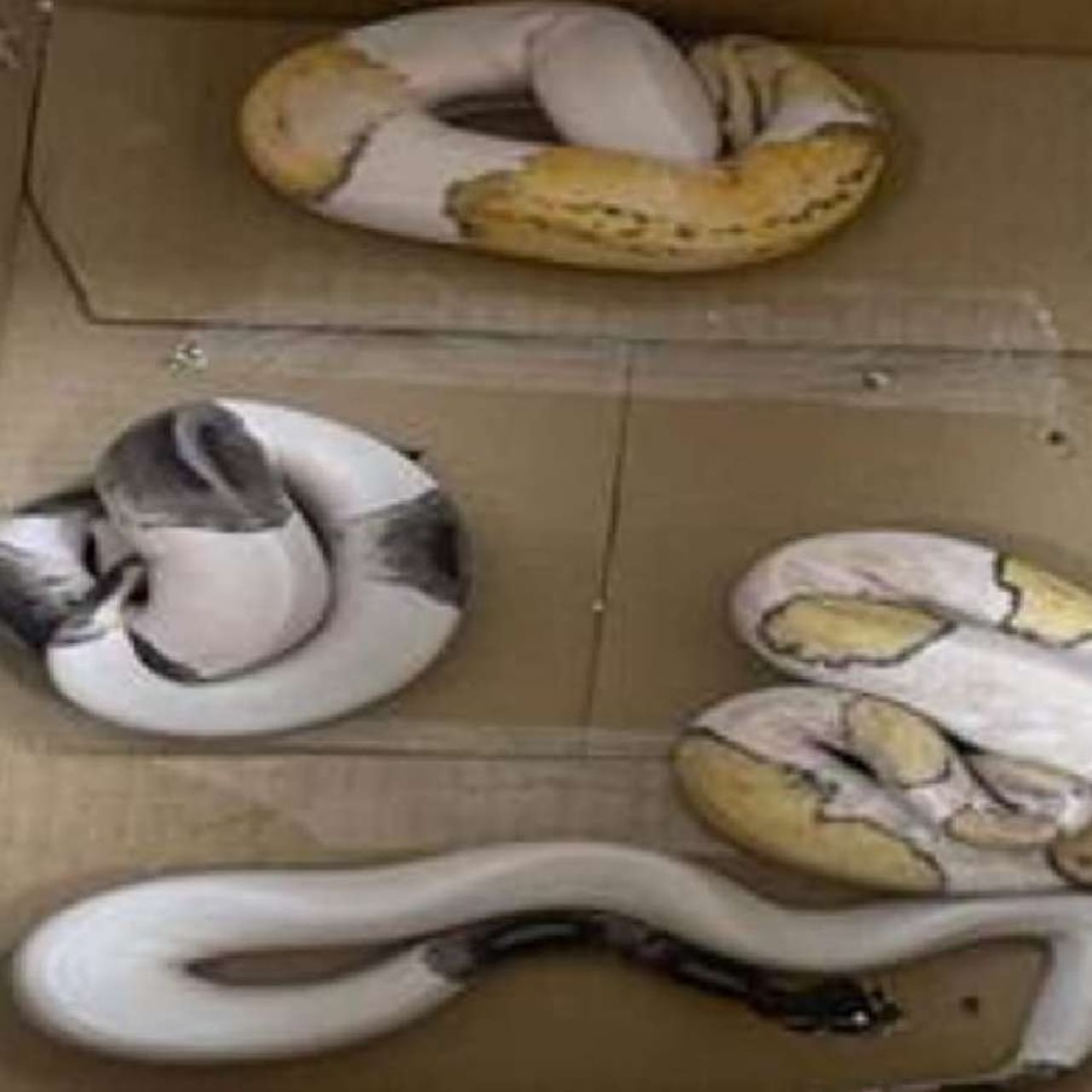 Bengaluru snakes animals Illegal transportation Airport Customs Officials Operation three arrest in international airport bengaluru news in kannada
