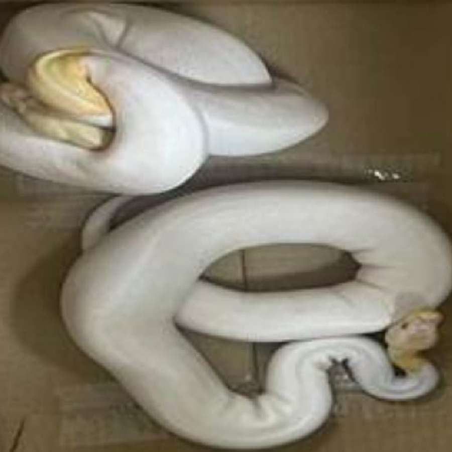 Bengaluru snakes animals Illegal transportation Airport Customs Officials Operation three arrest in international airport bengaluru news in kannada
