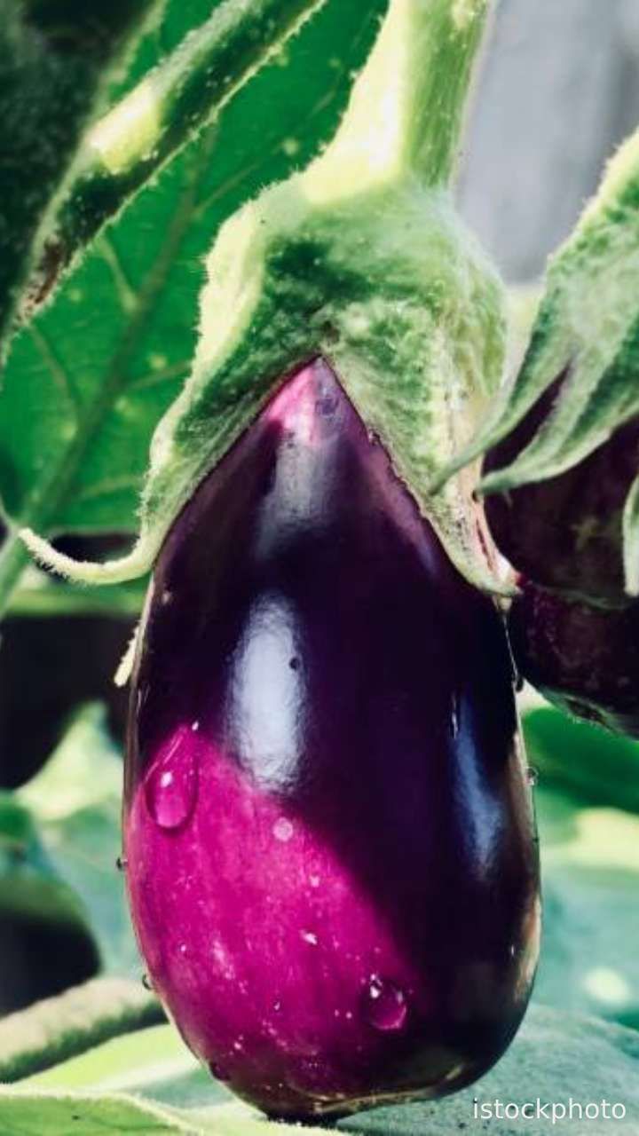 brinjal