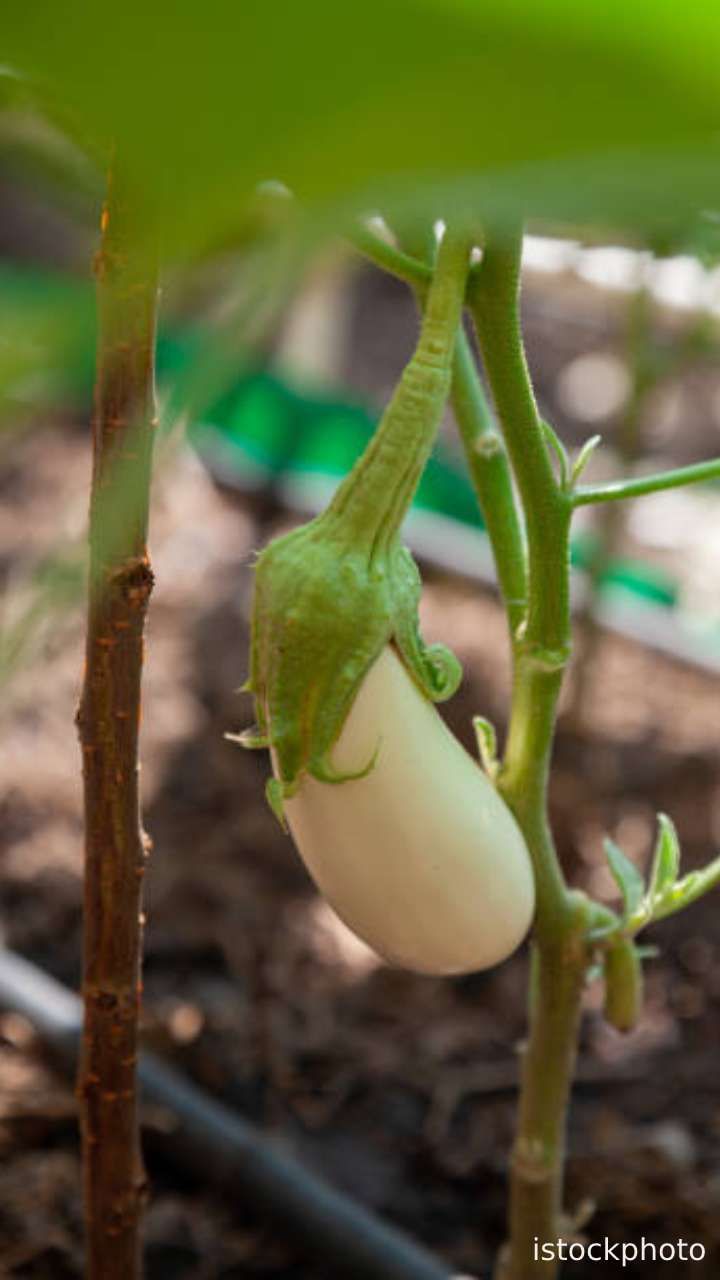 brinjal 