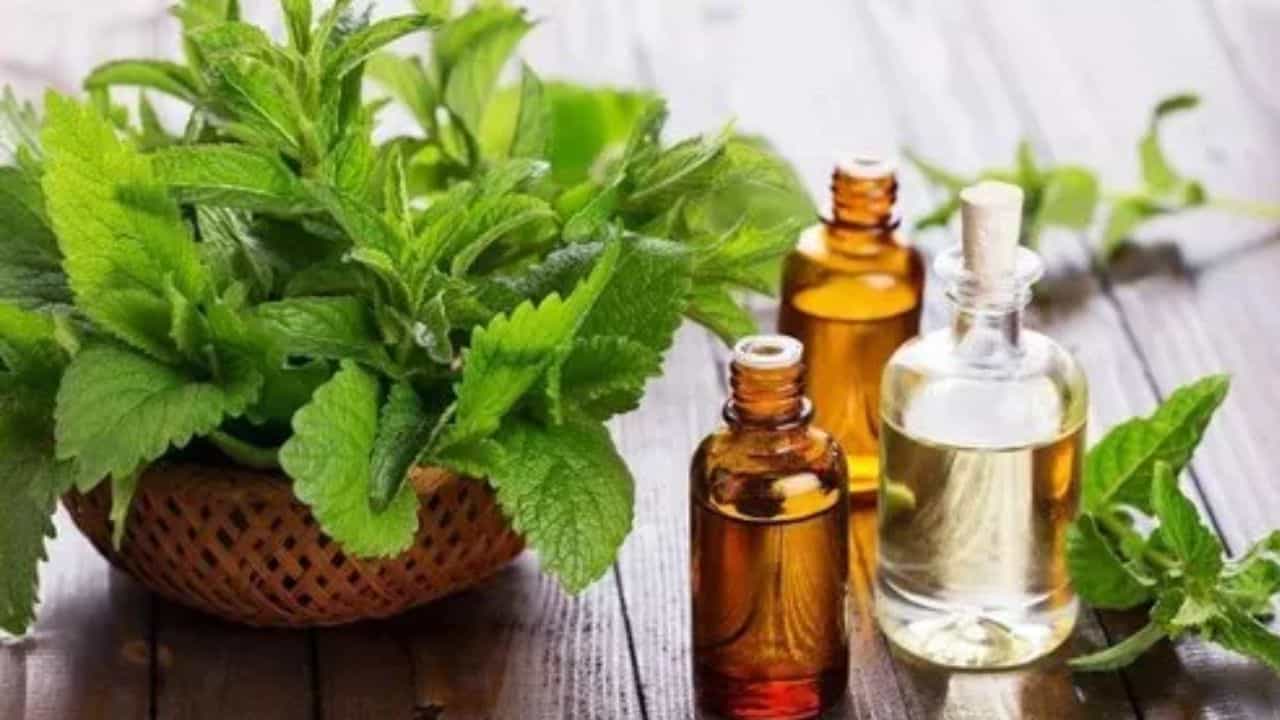 Patchouli Oil: ಪಚ್ಚೆತೆನೆ ಎಣ್ಣೆಯಲ್ಲಿದೆ ಅನೇಕ ಸೌಂದರ್ಯ ಪ್ರಯೋಜನ Patchouli Oil: ಪಚ್ಚೆತೆನೆ ಎಣ್ಣೆಯಲ್ಲಿದೆ ಅನೇಕ ಸೌಂದರ್ಯ ಪ್ರಯೋಜನ