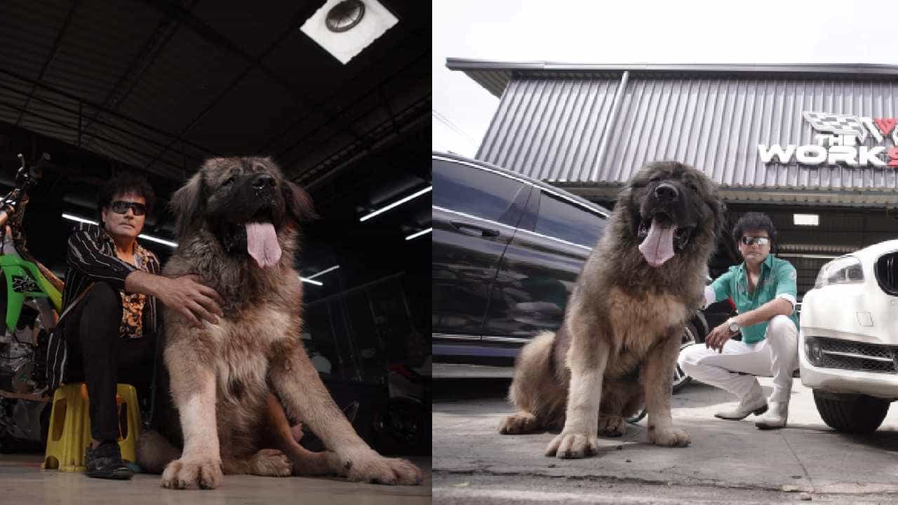 Costliest Dog: 20 ಕೋಟಿ ರೂ. ಕೊಟ್ಟು ಶ್ವಾನ ಖರೀದಿಸಿದ ಬೆಂಗಳೂರಿಗ! ಇದರ ವಿಶೇಷತೆ ಏನು? Costliest Dog: 20 ಕೋಟಿ ರೂ. ಕೊಟ್ಟು ಶ್ವಾನ ಖರೀದಿಸಿದ ಬೆಂಗಳೂರಿಗ! ಇದರ ವಿಶೇಷತೆ ಏನು?