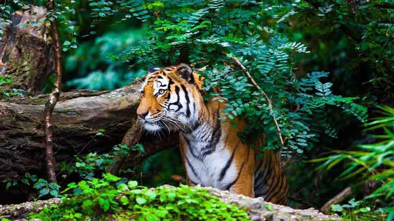 Tiger Census: 2022ರಲ್ಲಿ ಮಧ್ಯಪ್ರದೇಶದಲ್ಲಿ 34, ಕರ್ನಾಟಕದಲ್ಲಿ 15 ಹುಲಿಗಳ ಸಾವು