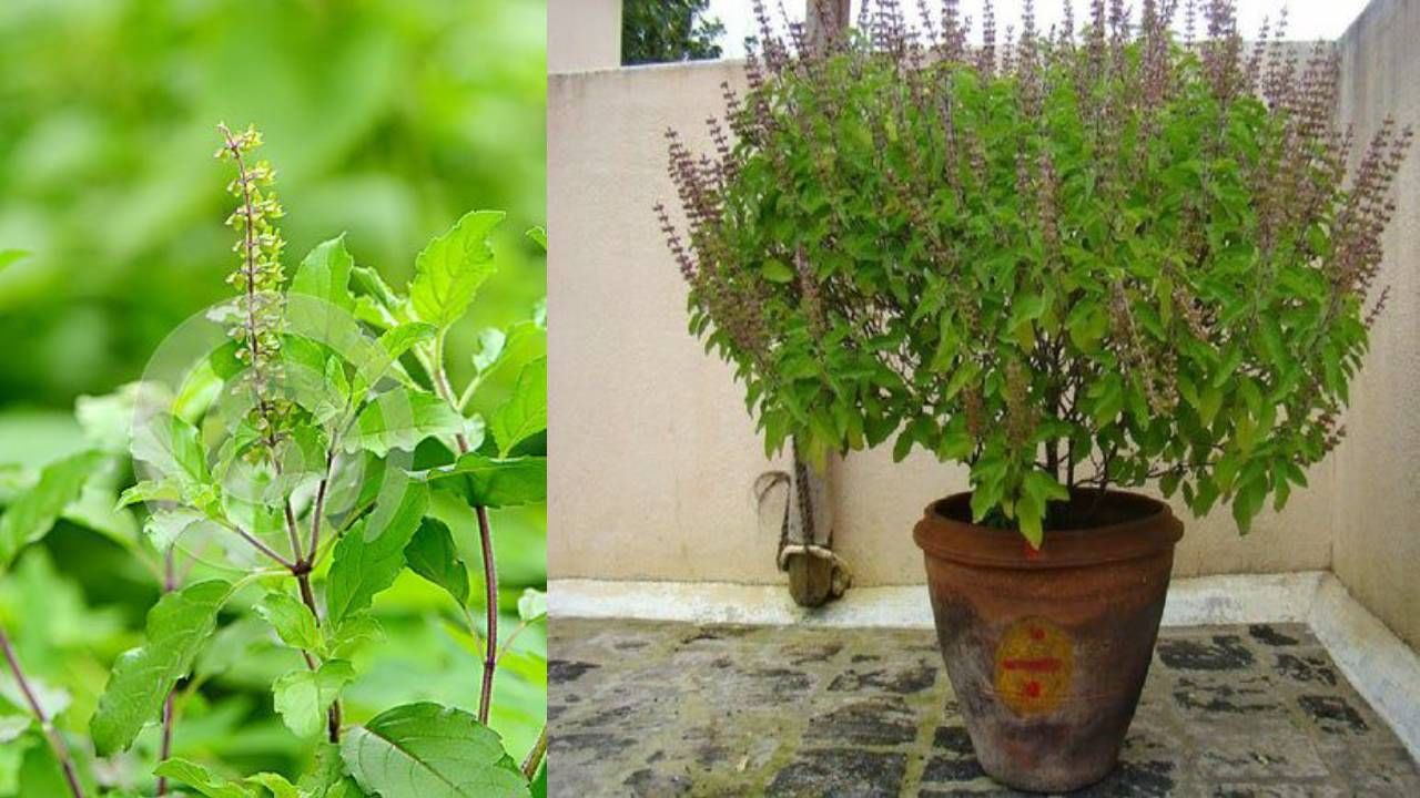 Tulsi Benefits for Skin: ಕಾಂತಿಯುತ ತ್ವಚೆಗೆ ದುಬಾರಿ ಚಿಕಿತ್ಸೆ ಅಗತ್ಯವಿಲ್ಲ, ತುಳಸಿ ಎಲೆ ಬಳಸಿ Tulsi Benefits for Skin: ಕಾಂತಿಯುತ ತ್ವಚೆಗೆ ದುಬಾರಿ ಚಿಕಿತ್ಸೆ ಅಗತ್ಯವಿಲ್ಲ, ತುಳಸಿ ಎಲೆ ಬಳಸಿ