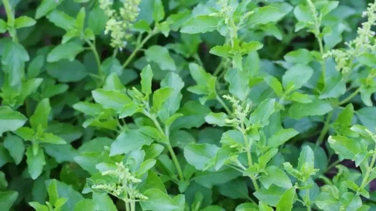 Tulsi Benefits: ತುಳಸಿ ಎಲೆಯಿಂದ ಎಷ್ಟೆಲ್ಲಾ ರೋಗಗಳನ್ನು ಗುಣಪಡಿಸಬಹುದು ಗೊತ್ತೇ, ಇಲ್ಲಿದೆ ಮಾಹಿತಿ