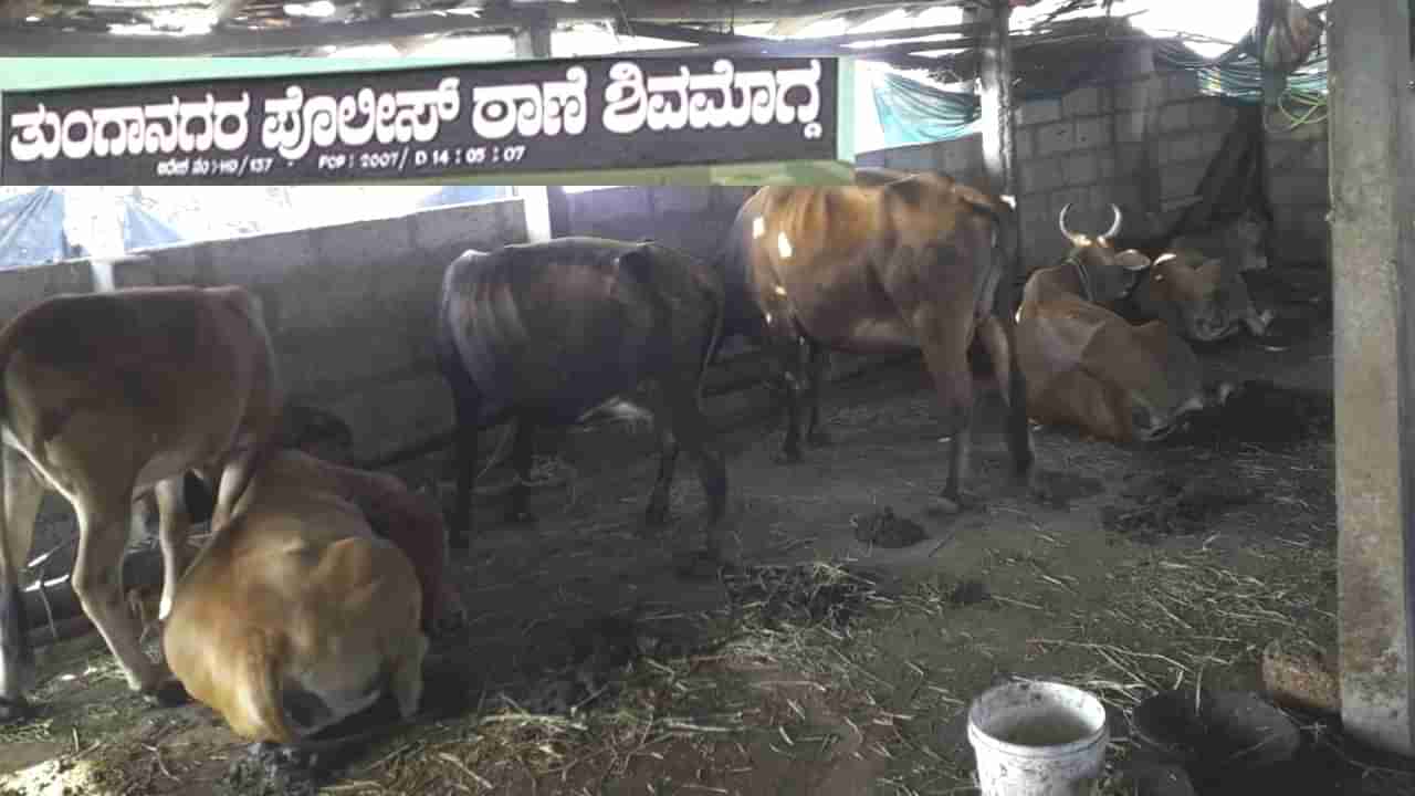 Sulebail: ಶಿವಮೊಗ್ಗದ ಸೂಳೆಬೈಲಿನಲ್ಲಿ 7 ಹಸುಗಳ ಕತ್ತು ಕೊಯ್ದು ಬರ್ಬರ ಹತ್ಯೆ