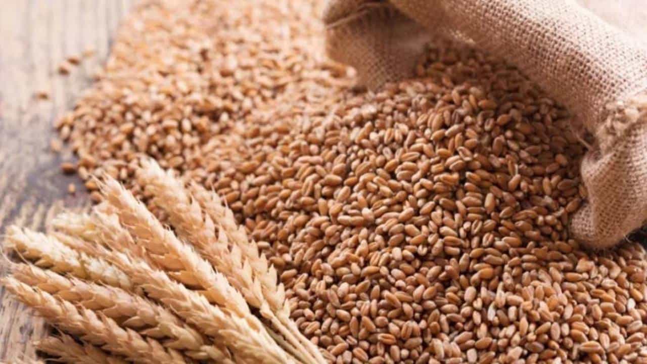 Wheat Price: ಸರ್ಕಾರ ಮಧ್ಯ ಪ್ರವೇಶಿಸುತ್ತಿದ್ದಂತೆಯೇ ಗೋಧಿ ದರ ಶೇ 10ರಷ್ಟು ಇಳಿಕೆ