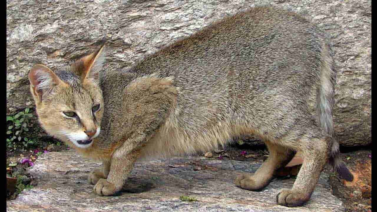 ಬೆಂಗಳೂರು ವಿವಿ ಕ್ಯಾಂಪಸ್ನಲ್ಲಿ ಕಾಣಿಸಿಕೊಂಡ ಪ್ರಾಣಿ ಚಿರತೆಯಲ್ಲ, ಕಾಡುಬೆಕ್ಕು: ತಜ್ಞರ ಅಭಿಮತ