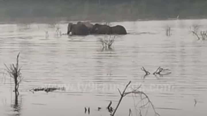 Ramanagara: ಕಾಡಿಂದ ಊರಿಗೆ ಬಂದು ಕೆರೆ ನೀರಿಗಿಳಿದ ಕಾಡಾನೆಗಳು ಅಲ್ಲಿಂದ ಕಾಲು ಕಿತ್ತಲೊಲ್ಲವು! Ramanagara: ಕಾಡಿಂದ ಊರಿಗೆ ಬಂದು ಕೆರೆ ನೀರಿಗಿಳಿದ ಕಾಡಾನೆಗಳು ಅಲ್ಲಿಂದ ಕಾಲು ಕಿತ್ತಲೊಲ್ಲವು!