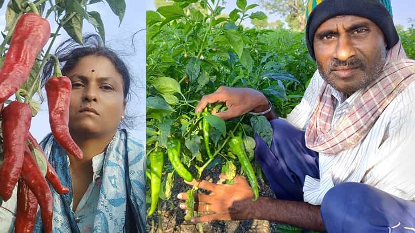 ಈ ಶಿಕ್ಷಕ ದಂಪತಿ ವೃತ್ತಿಗೆ ಗುಡ್ಬೈ ಹೇಳಿ, ಸಂಕ್ರಾಂತಿಗೆ ಬಂಪರ್ ಮೆಣಸಿನಕಾಯಿ ಬೆಳೆದರು- ವರ್ತಕರು ಹೂ ಮಾಲೆ ಹಾಕಿ ಅಭಿನಂದಿಸಿದರು!