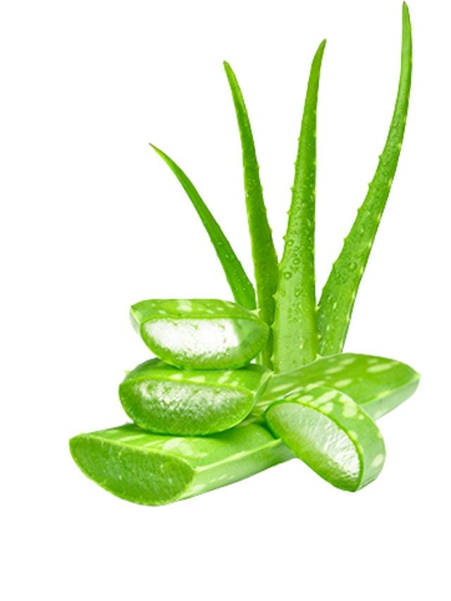 ALOE VERA INFORMATION IN KANNADA visual data 2