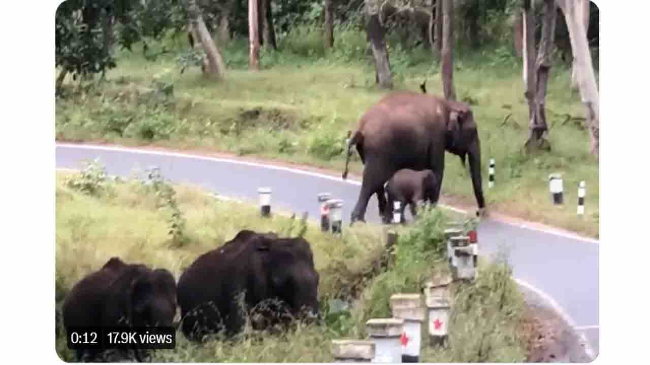ಪುಟ್ಟಾ, ನಾವೇ ಹೀಗೆ ನಿಧಾನಕ್ಕೆ ರಸ್ತೆ ದಾಟಬೇಕು; ಆನೆಯಮ್ಮನ ಪ್ರಾತ್ಯಕ್ಷಿಕೆ ವಿಡಿಯೋ ವೈರಲ್ ಪುಟ್ಟಾ, ನಾವೇ ಹೀಗೆ ನಿಧಾನಕ್ಕೆ ರಸ್ತೆ ದಾಟಬೇಕು; ಆನೆಯಮ್ಮನ ಪ್ರಾತ್ಯಕ್ಷಿಕೆ ವಿಡಿಯೋ ವೈರಲ್
