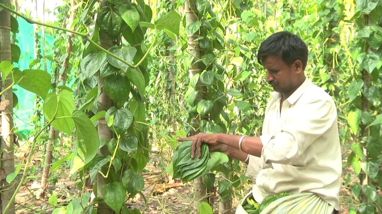 Betel leaf growers: ಬೆವರು ಸುರಿಸಿ ಏಳೆಂಟು ವರ್ಷದಿಂದ ಕಾಯ್ದುಕೊಂಡಿದ್ದ ವೀಳ್ಯದೆಲೆ ಬೆಳೆ ವಿಪರೀತ ಶೀತ ವಾತಾವರಣದಿಂದ ಹಾಳು, ಸಂಕಷ್ಟದಲ್ಲಿ ರೈತರು