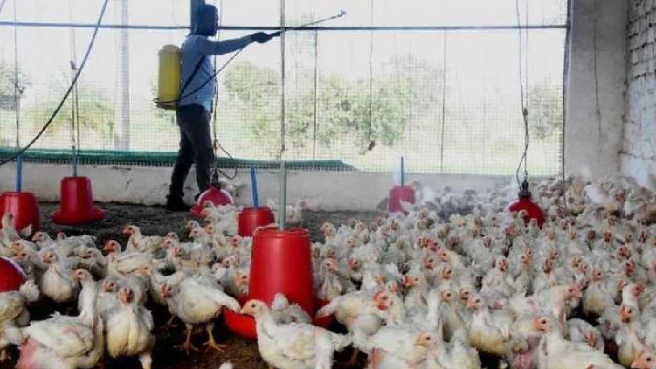 Bird Flu: ಹಕ್ಕಿ ಜ್ವರ ಮನುಷ್ಯರಿಗೂ ತಗುಲಬಹುದು; ವಿಶ್ವ ಆರೋಗ್ಯ ಸಂಸ್ಥೆ ಎಚ್ಚರಿಕೆ Bird Flu: ಹಕ್ಕಿ ಜ್ವರ ಮನುಷ್ಯರಿಗೂ ತಗುಲಬಹುದು; ವಿಶ್ವ ಆರೋಗ್ಯ ಸಂಸ್ಥೆ ಎಚ್ಚರಿಕೆ