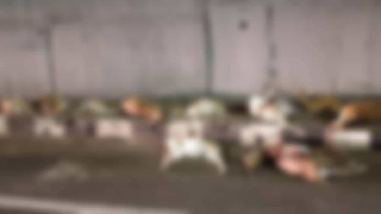 Blackbucks Death: ಸೇತುವೆಯಿಂದ ಜಿಗಿಯಲು ಹೋಗಿ 12 ಕೃಷ್ಣಮೃಗಗಳ ದಾರುಣ ಸಾವು Blackbucks Death: ಸೇತುವೆಯಿಂದ ಜಿಗಿಯಲು ಹೋಗಿ 12 ಕೃಷ್ಣಮೃಗಗಳ ದಾರುಣ ಸಾವು