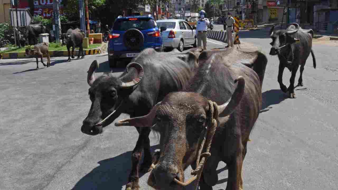 Bengaluru News: ಬೆಂಗಳೂರಿನಲ್ಲಿ ಎಮ್ಮೆಗಳ ವಿರುದ್ಧ ಟೆಕ್ಕಿಗಳ ದೂರು