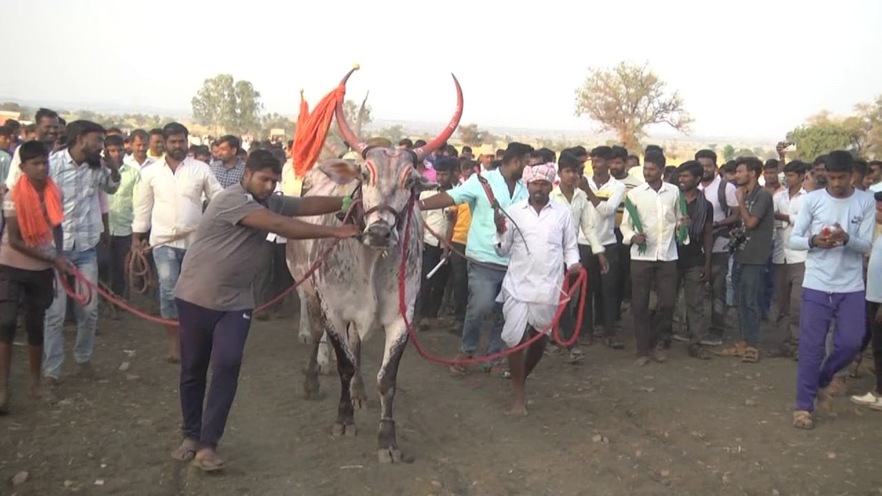 ಅಲ್ಲಿ ಭಲೆ ಬಸವಂದಿರು ಬಲ ಭೀಮಂದಿರು ಪರಾಕ್ರಮ ಮೆರೆದಿದ್ರು. ಅವರ ಶಕ್ತಿಸಾಮರ್ಥ್ಯ ಕಂಡು ನೋಡುಗರು ಅಬ್ಬಾ ಎನ್ನುತ್ತಿದ್ದರು. ಮದಗಜಗಳಂತಿದ್ದ ಅವರ ಕಸರತ್ತು ಕಂಡು ಕ್ಷಣಕಾಲ ನಿಬ್ಬೆರಗಾಗುತ್ತಿದ್ದರು. ಅವರ ಪವರ್ ಕಂಡು ಮುಕ್ತ ಕಂಠದಿಂದ ಭಲೆ ಭೇಷ್ ಎನ್ನುತ್ತಿದ್ದರು. 