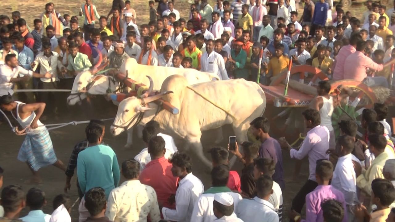 ಆನೆಯಾಕಾರದ ಎತ್ತುಗಳನ್ನು ಹಿಡಿದು ಬಂಡಿಗೆ ಕಟ್ಟೋದಕ್ಕೆ ಹರಸಾಹಸ. ಕೊಸರಿಕೊಂಡು ಒಡೋಕೆ ಮುಂದಾದ ಎತ್ತುಗಳು.
ಮದಗಜಗಳಂತೆ ಮೈತುಂಬಿಕೊಂಡು ಚಕ್ಕಡಿಯನ್ನು ಎಳೆಯುತ್ತಾ ಓಡುತ್ತಿರುವ ಬಲಶಾಲಿಗಳು.  