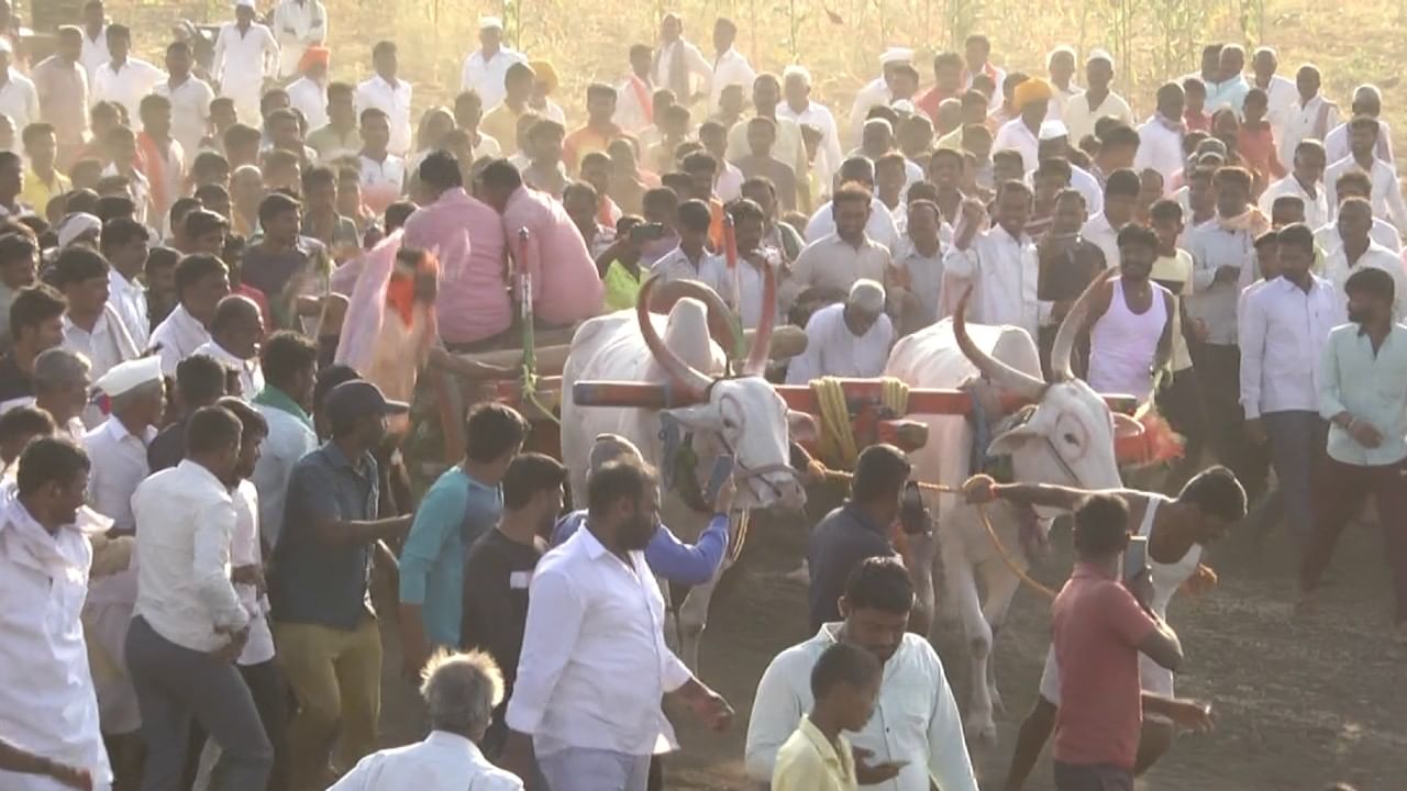 ಎತ್ತುಗಳು ಓಡೋದನ್ನು ನೋಡುತ್ತಾ ಕೇಕೆ ಹಾಕಿ ಸಂಭ್ರಮಿಸುತ್ತಿರುವ ರೈತರು. 