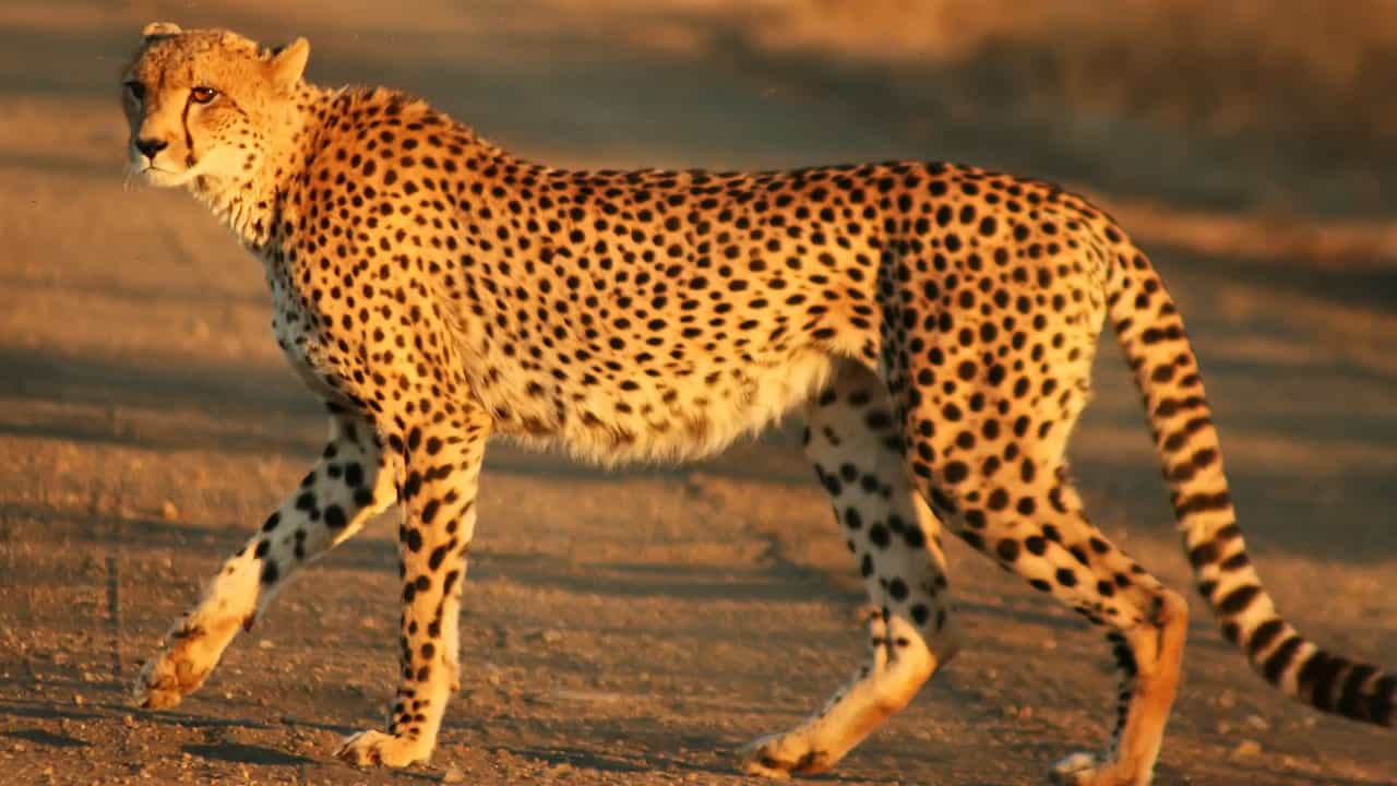 Cheetah: ಸೌತ್ ಆಫ್ರಿಕಾದಿಂದ 100 ಚೀತಾಗಳು ಭಾರತಕ್ಕೆ Cheetah: ಸೌತ್ ಆಫ್ರಿಕಾದಿಂದ 100 ಚೀತಾಗಳು ಭಾರತಕ್ಕೆ
