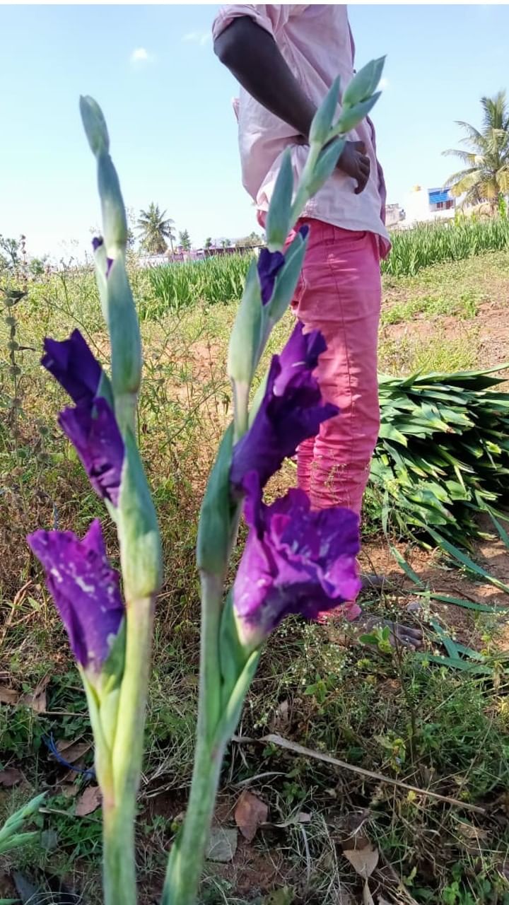 ಚಿಕ್ಕಬಳ್ಳಾಪುರ: ಆ ಜಿಲ್ಲೆಯ ರೈತರು (farmer) ಹೂ ಹಣ್ಣು ತರಕಾರಿಗಳು ಸೇರಿದಂತೆ ಸಾಂಪ್ರದಾಯಕ ಬೆಳೆಗಳನ್ನು ಬೆಳೆಯುತ್ತಿದ್ದರು. ಆದ್ರೆ ಮಾರುಕಟ್ಟೆಯಲ್ಲಿ ಧಾರಣೆ ಏರುಪೇರು ಆದಾಗ ಆಗುವ ನಷ್ಟವನ್ನು ತಡೆದುಕೊಳ್ಳಲು ಆಗುತ್ತಿರಲಿಲ್ಲ. ಆದರೆ ಈಗ ವಿನೂತನ ತಳಿಯ ಗ್ಲಾಡಿಯೋಲಸ್ ಎಂಬ ಸುಂದರ ಹೂ ಬೆಳೆಯಲು ಆರಂಭಿಸಿದ್ದಾರೆ. ಇದ್ರಿಂದ ಪ್ರತಿದಿನ ಜಣ ಜಣ ಕಾಂಚಣ ಎಣೆಸುವಂತಾಗಿದೆ. 