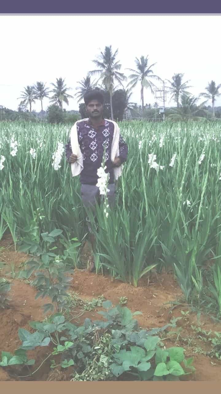 ಓಟ್ನಲ್ಲಿ ಗ್ಲಾಡಿಯೋಲಸ್ ಹೂಗಳನ್ನು ಬೆಳೆಯಲು ಸೂಕ್ತವಾದ ತಳಿಯನ್ನು ಆಯ್ಕೆ ಮಾಡಿಕೊಂಡು ಉತ್ತಮ ಬೇಸಾಯ ಮಾಡಿದರೆ ಸಾಕು ಉತ್ತಮ ಬೆಳೆಯನ್ನು ಬೆಳೆದು ಅತ್ಯುತ್ತಮ ಆದಾಯ ಗಳಿಸಬಹುದು, ಟೊಮೇಟೋ ಸೇರಿದಂತೆ ಅದದೇ ತರಕಾರಿ ಬೆಳೆಗಳನ್ನು ಬೆಳೆದು ಹಲವಾರು ಭಾರಿ ನಷ್ಟ ಅನುಭವಿಸಿದ್ದು ಸಾಕು, ಒಮ್ಮೆ ಇಂತಹ ಲಾಭದಾಯಕ ಬೆಳೆಗಳನ್ನು ಬೆಳೆದು ನೋಡಿ. ಖಂಡಿತ ಲಾಭ ಸಿಗುತ್ತೆ ಎನ್ನುತ್ತಾರೆ ಅನುಭವಿ ರೈತರು.