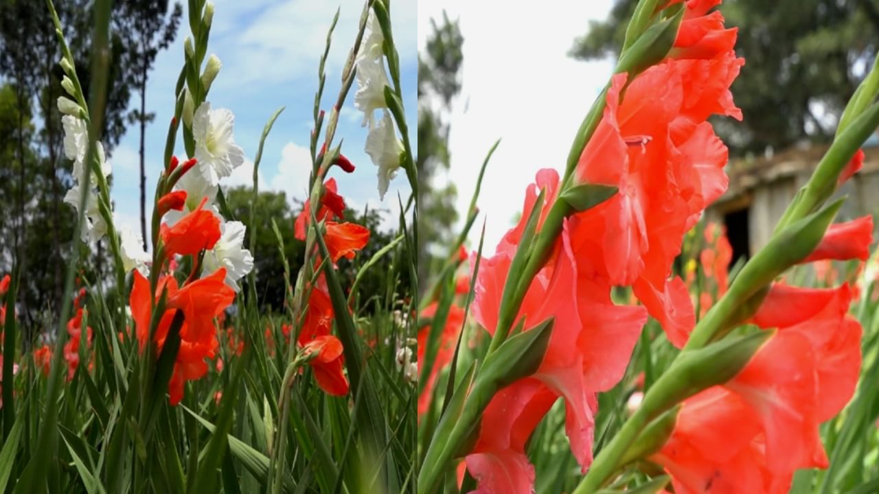 Gladiolus - ಚಿಕ್ಕಬಳ್ಳಾಪುರ: ಕೈಹಿಡಿದ ಗ್ಲಾಡಿಯೋಲಸ್ ಎಂಬ ಸುರಸುಂದರಿ, ರೈತರ ಬಾಳು ಬಂಗಾರವಾಯ್ತು!