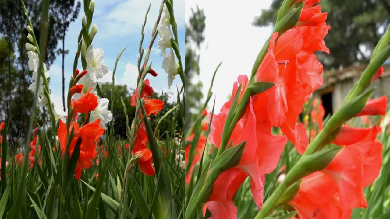 Gladiolus - ಚಿಕ್ಕಬಳ್ಳಾಪುರ: ಕೈಹಿಡಿದ ಗ್ಲಾಡಿಯೋಲಸ್ ಎಂಬ ಸುರಸುಂದರಿ, ರೈತರ ಬಾಳು ಬಂಗಾರವಾಯ್ತು! Gladiolus - ಚಿಕ್ಕಬಳ್ಳಾಪುರ: ಕೈಹಿಡಿದ ಗ್ಲಾಡಿಯೋಲಸ್ ಎಂಬ ಸುರಸುಂದರಿ, ರೈತರ ಬಾಳು ಬಂಗಾರವಾಯ್ತು!