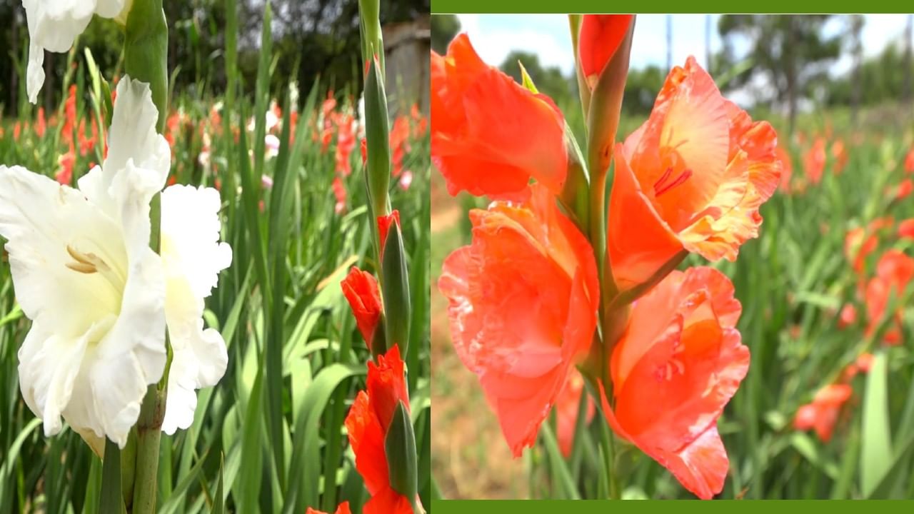 chikkaballapur farmers into floriculture successfully growing gladiolus