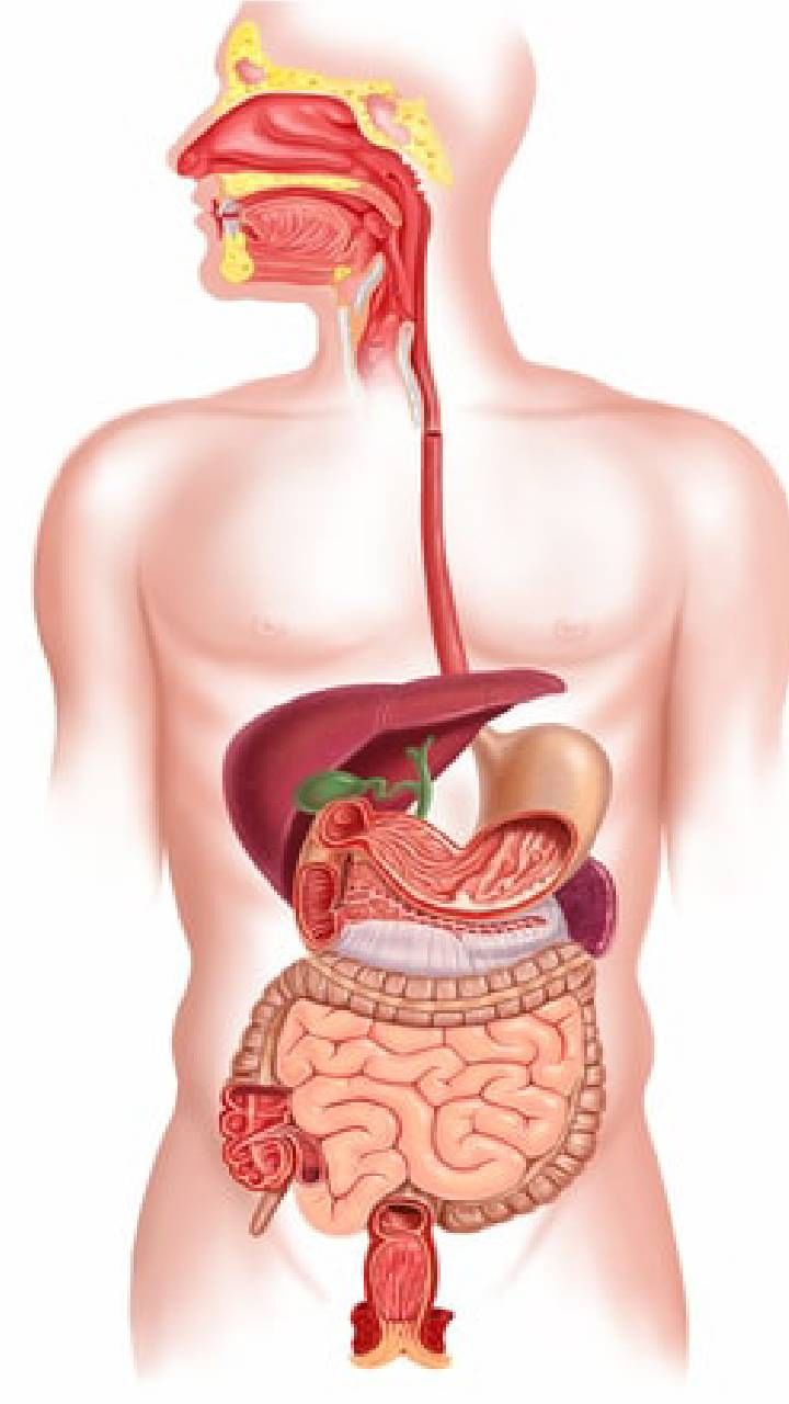digestion system