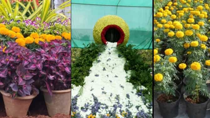 Flower Show: ಸಾರ್ವಜನಿಕರ ಗಮನಸೆಳೆದ ಮಂಗಳೂರಿನ ಕದ್ರಿ ಉದ್ಯಾನವನದ ಫಲಪುಷ್ಪ ಪ್ರದರ್ಶನ