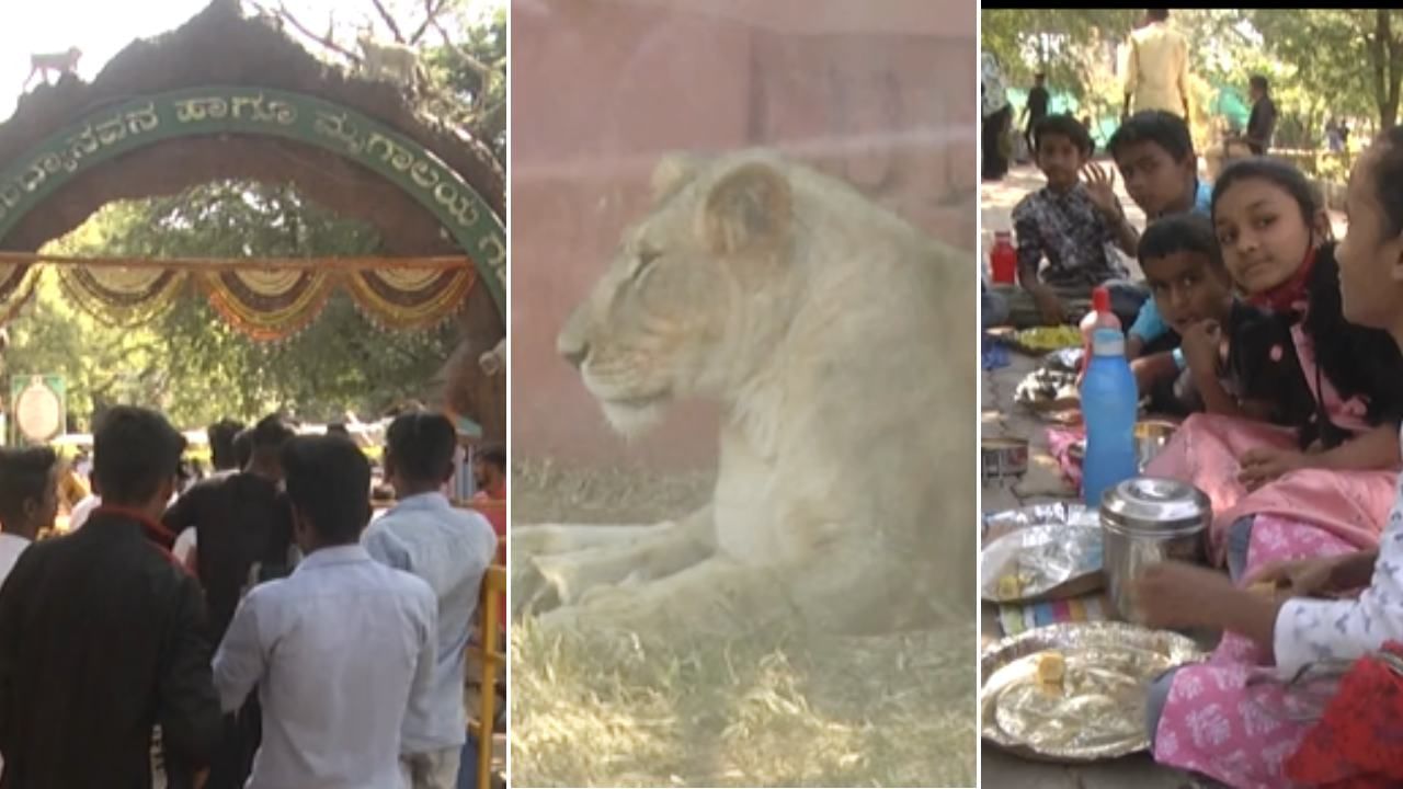 Binkada Katti Zoo: ಸಂಕ್ರಾಂತಿ ಸಡಗರದಲ್ಲಿ ಮುದ್ರಣ ಕಾಶಿ: ಹುಲಿ, ಸಿಂಹ, ಚಿರತೆಗಳೊಂದಿಗೆ ವಿಶೇಷವಾಗಿ ಹಬ್ಬ ಆಚರಿಸಿದ ಪ್ರವಾಸಿಗರು