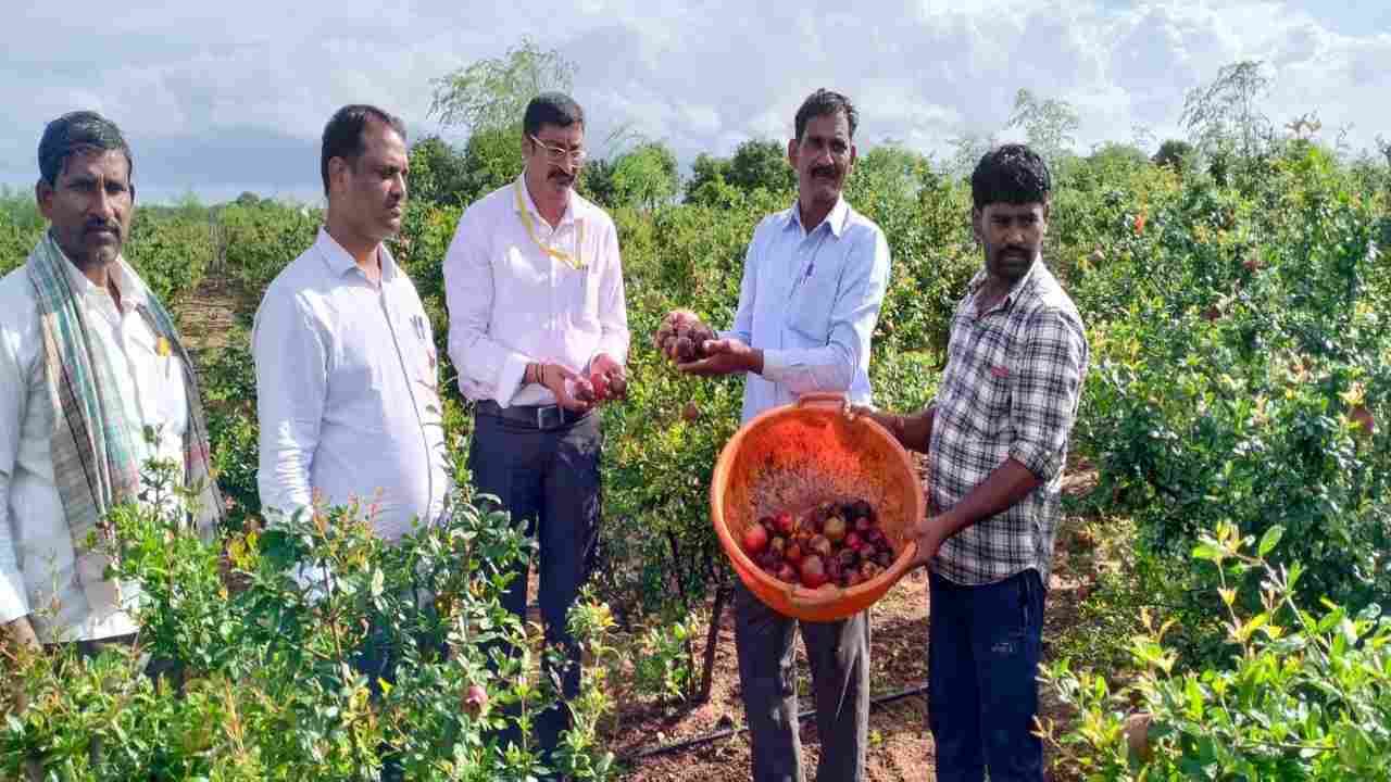 ಅಂಗಮಾರಿ ರೋಗಕ್ಕೆ ಬೇಸತ್ತ ದಾಳಿಂಬೆ ಬೆಳೆಗಾರರು: ಬೇರೆ ಬೆಳೆಯತ್ತ ವಾಲಿದ ರೈತರು; ಗದಗ ಜಿಲ್ಲೆಯಲ್ಲಿ ದಾಳಿಂಬೆ ಬೆಳೆ ಇಳಿಮುಖ