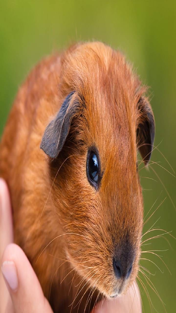 guinea pigs
