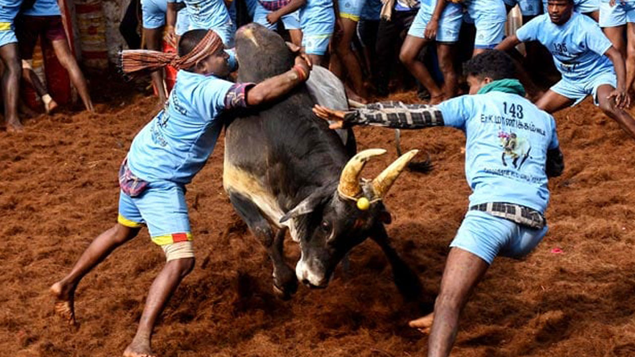 ಎಂಕೆ ಸ್ಟಾಲಿನ್​​​ರ 70ನೇ ಹುಟ್ಟುಹಬ್ಬದಂದು ಚೆನ್ನೈನಲ್ಲಿ ಮೊದಲ ಬಾರಿಗೆ ನಡೆಯಲಿದೆ ಜಲ್ಲಿಕಟ್ಟು