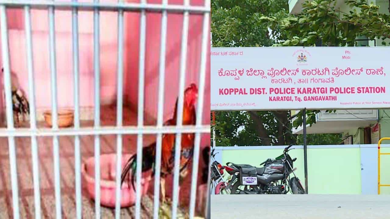 ಹುಂಜಗಳನ್ನು ಜೈಲಿಗಟ್ಟಿ ನಗೆಪಾಟಲಿಗೆ ಈಡಾದ ಕೊಪ್ಪಳ ಪೊಲೀಸರು ಮತ್ತೆ ಅವುಗಳನ್ನು ಫಾರ್ಮ್ ಗೆ ಬಿಟ್ಟು ಬಂದ್ರು! ಹುಂಜಗಳನ್ನು ಜೈಲಿಗಟ್ಟಿ ನಗೆಪಾಟಲಿಗೆ ಈಡಾದ ಕೊಪ್ಪಳ ಪೊಲೀಸರು ಮತ್ತೆ ಅವುಗಳನ್ನು ಫಾರ್ಮ್ ಗೆ ಬಿಟ್ಟು ಬಂದ್ರು!