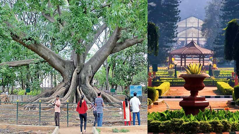 Lalbagh Botanical Garden: ಲಾಲ್ಬಾಗ್ ವಿಶ್ವ ಪ್ರಸಿದ್ದ ಉದ್ಯಾನವನವಾಗಿದ್ದು ಹೇಗೆ? ಲಾಲ್ಬಾಗ್ನಲ್ಲಿ ಪ್ಲವರ್ ಶೋ ಆರಂಭವಾಗಿದ್ದು ಯಾವಾಗ?