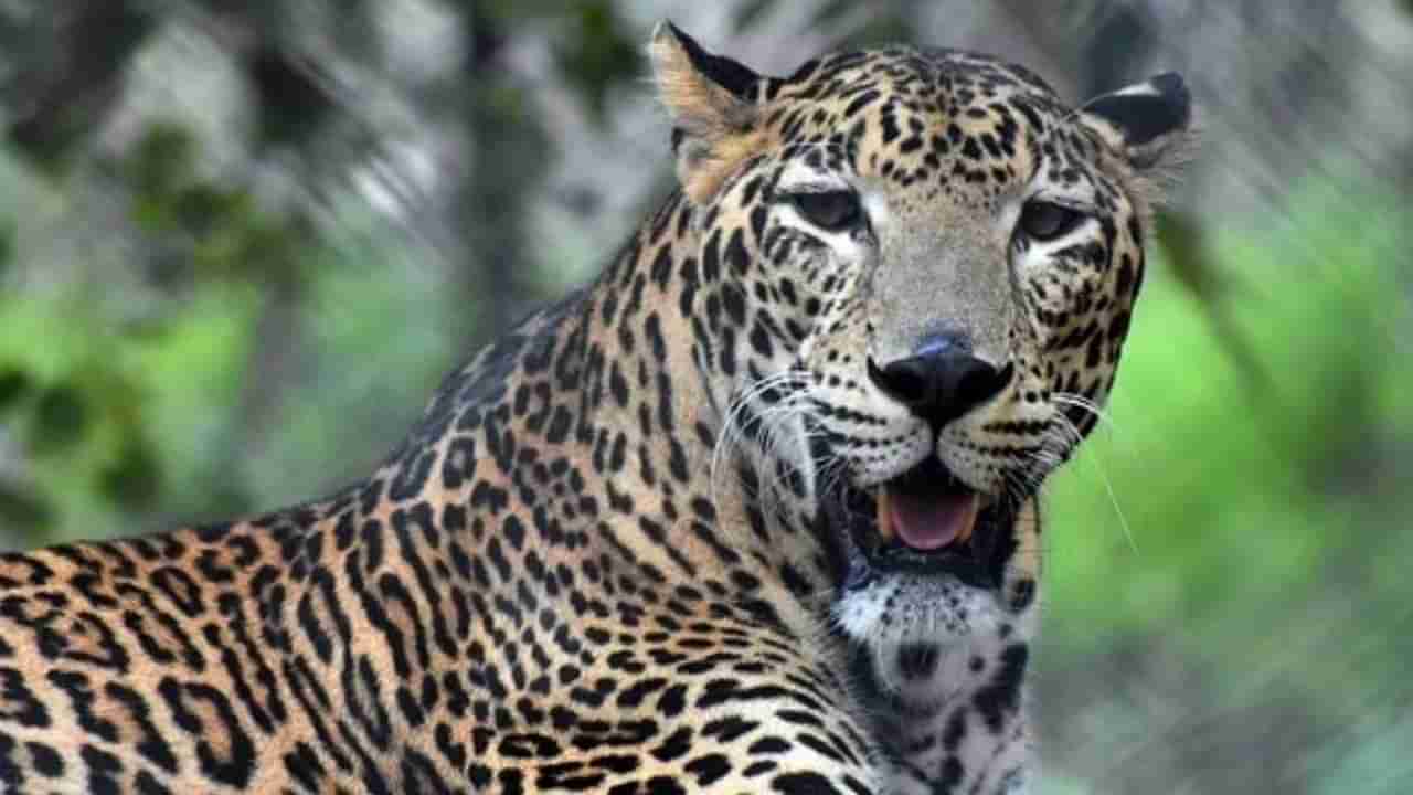 Leopard Attacks: ರಾಮನಗರ ಜಿಲ್ಲೆಯಲ್ಲಿ ಮತ್ತಷ್ಟು ಹೆಚ್ಚಿದ ಚಿರತೆ ದಾಳಿ ಭೀತಿ: ತಪ್ಪಿಸಿಕೊಳ್ಳಲು ಹೋಗಿ ಮರದಿಂದ ಕೆಳಗೆಬಿದ್ದ ಯುವತಿ