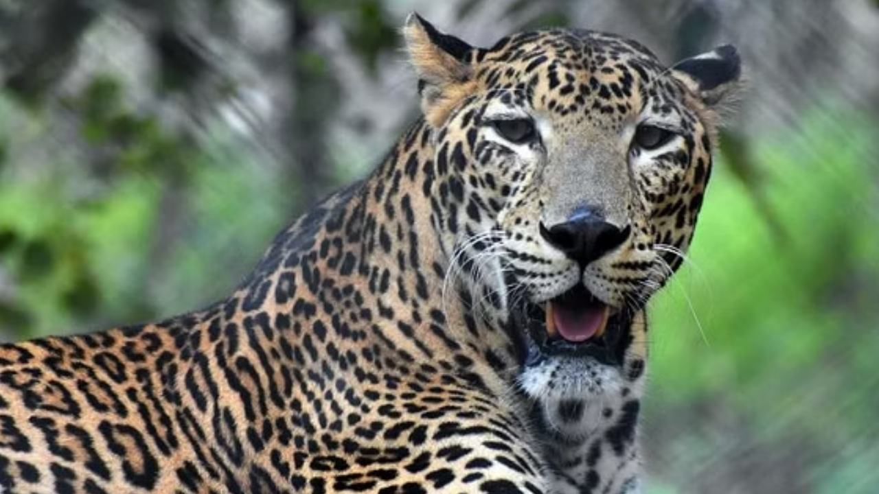 Leopard Attacks: ರಾಮನಗರ ಜಿಲ್ಲೆಯಲ್ಲಿ ಮತ್ತಷ್ಟು ಹೆಚ್ಚಿದ ಚಿರತೆ ದಾಳಿ ಭೀತಿ: ತಪ್ಪಿಸಿಕೊಳ್ಳಲು ಹೋಗಿ ಮರದಿಂದ ಕೆಳಗೆಬಿದ್ದ ಯುವತಿ Leopard Attacks: ರಾಮನಗರ ಜಿಲ್ಲೆಯಲ್ಲಿ ಮತ್ತಷ್ಟು ಹೆಚ್ಚಿದ ಚಿರತೆ ದಾಳಿ ಭೀತಿ: ತಪ್ಪಿಸಿಕೊಳ್ಳಲು ಹೋಗಿ ಮರದಿಂದ ಕೆಳಗೆಬಿದ್ದ ಯುವತಿ