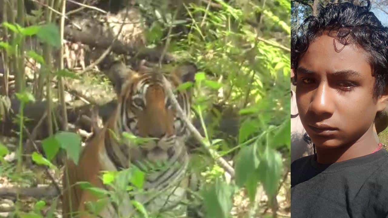 Tiger Attack: ನಾಗರಹೊಳೆ ಸಮೀಪ ಹುಲಿ ದಾಳಿಗೆ ಸೌದೆ ತರಲು ಹೋಗಿದ್ದ 18 ವರ್ಷದ ಯುವಕ ಸಾವು Tiger Attack: ನಾಗರಹೊಳೆ ಸಮೀಪ ಹುಲಿ ದಾಳಿಗೆ ಸೌದೆ ತರಲು ಹೋಗಿದ್ದ 18 ವರ್ಷದ ಯುವಕ ಸಾವು