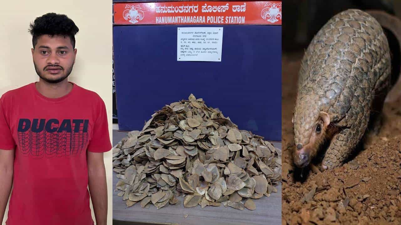 ಅಕ್ರಮವಾಗಿ ಪೆಂಗೋಲಿನ್ ಚಿಪ್ಪು ಸಾಗಿಸುತ್ತಿದ್ದ ಆರೋಪಿ ಬಂಧಿಸಿದ ಹನುಮಂತ ನಗರ ಪೊಲೀಸರು ಅಕ್ರಮವಾಗಿ ಪೆಂಗೋಲಿನ್ ಚಿಪ್ಪು ಸಾಗಿಸುತ್ತಿದ್ದ ಆರೋಪಿ ಬಂಧಿಸಿದ ಹನುಮಂತ ನಗರ ಪೊಲೀಸರು