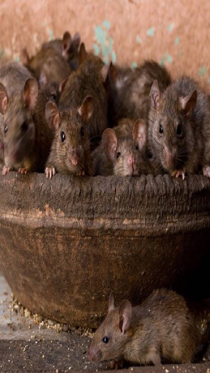 rajasthan has a temple of rats