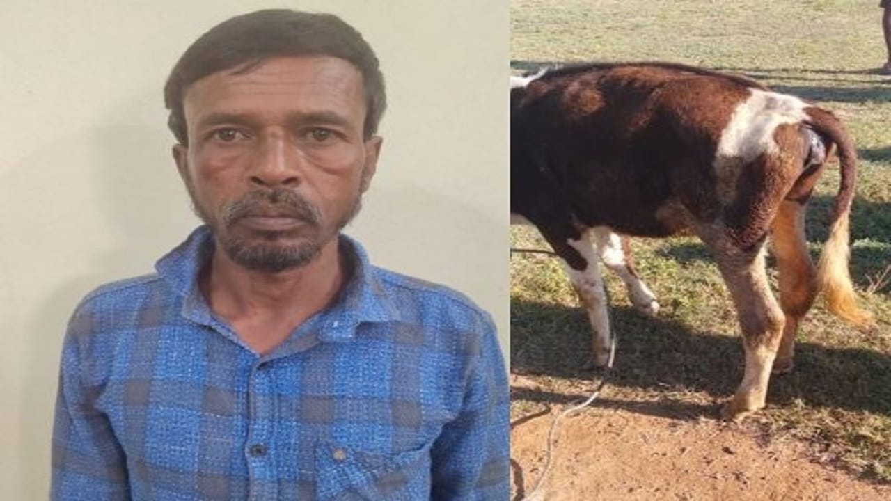 ಹಸುವಿನ ಕರು ಮೇಲೆಯೇ ಅತ್ಯಾಚಾರ ಎಸಗಿದ ಕಾಮುಕ ಶಫೀ ಉಲ್ಲಾ ಪೊಲೀಸ್ ವಶಕ್ಕೆ ಹಸುವಿನ ಕರು ಮೇಲೆಯೇ ಅತ್ಯಾಚಾರ ಎಸಗಿದ ಕಾಮುಕ ಶಫೀ ಉಲ್ಲಾ ಪೊಲೀಸ್ ವಶಕ್ಕೆ